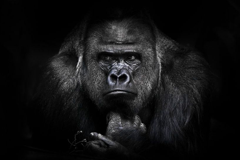 A gorilla male with powerful shoulders, large shoulders and a disgruntled look calmly looks assessin by Michael Semenov