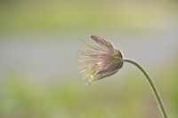 Nice flower. Blossomed out. Still beautiful.