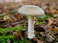 Champignon brun clair en automne
