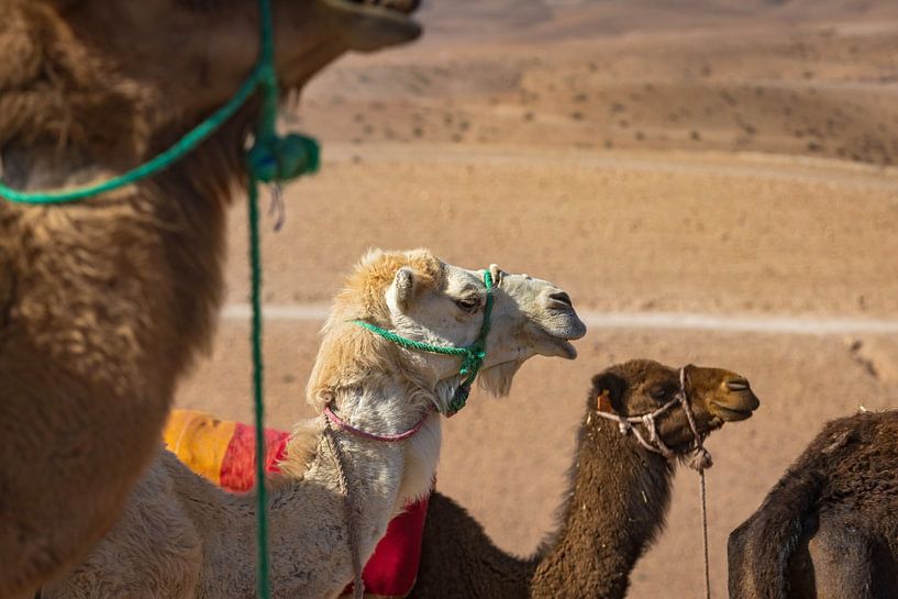 Kamele in der Agafay-Wüste in der Nähe von Marrakech von gaps photography