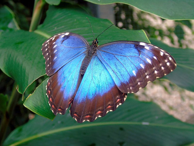 Tropische vlinder Tropical Butterfly (Collectie 2018) Morpho Peleides by Jan van Bruggen