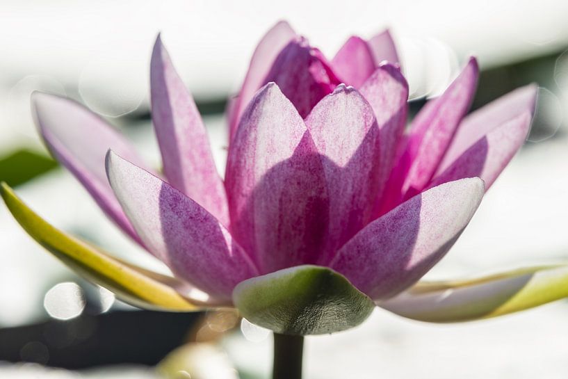 Seerose von Walter G. Allgöwer