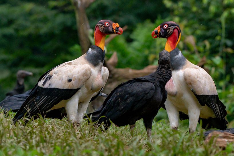 Koningsgier par Merijn Loch