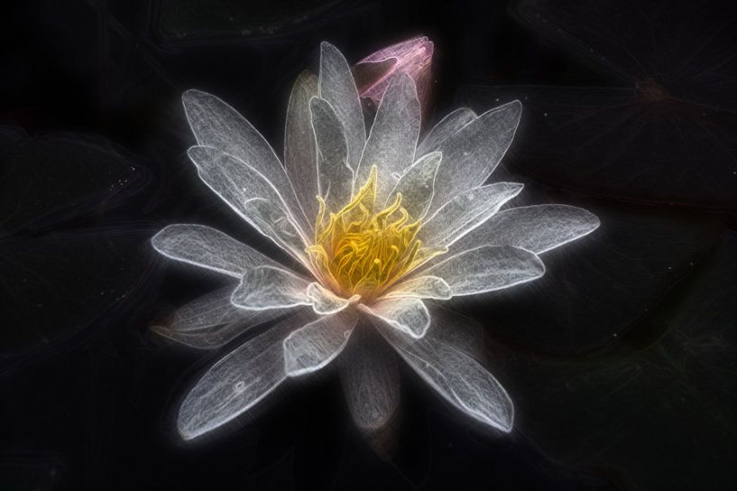 Water lily 3 by Edgar Schermaul