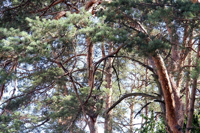 Forêt de pins en été par Martin Flechsig
