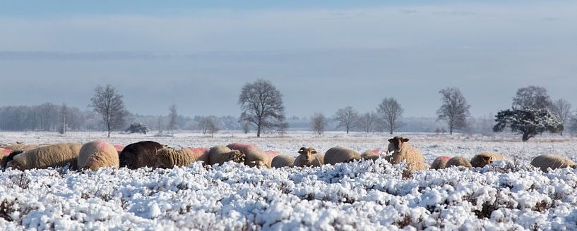 Schneebedeckte Moorlandschaft. von Tony Ruiter