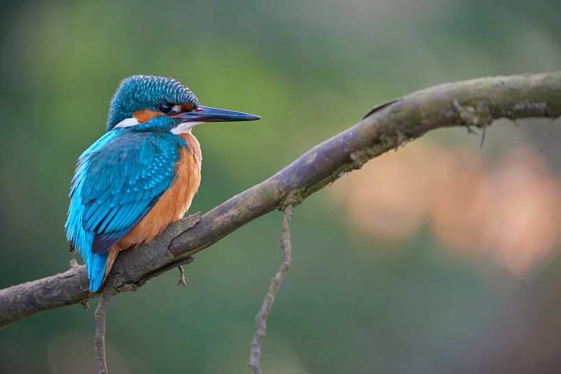 Eisvogel von Eisvogel.land - Corné van Oosterhout