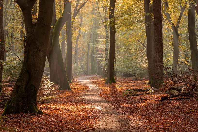 Autumn forest by Jan van der Wolf