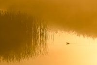 pelletier dans le brouillard, Ente im Nebel, canard dans le brouillard