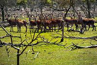 Hinden in de Oostvaardersplassen