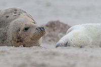 Wachsames Auge der Robbenmutter