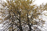 l'automne comme il se doit