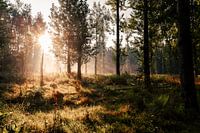 Lever de soleil dans le Bos Leeuwarder