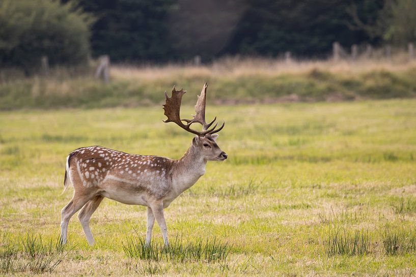 Fallow deer on the lookout by Louise Poortvliet