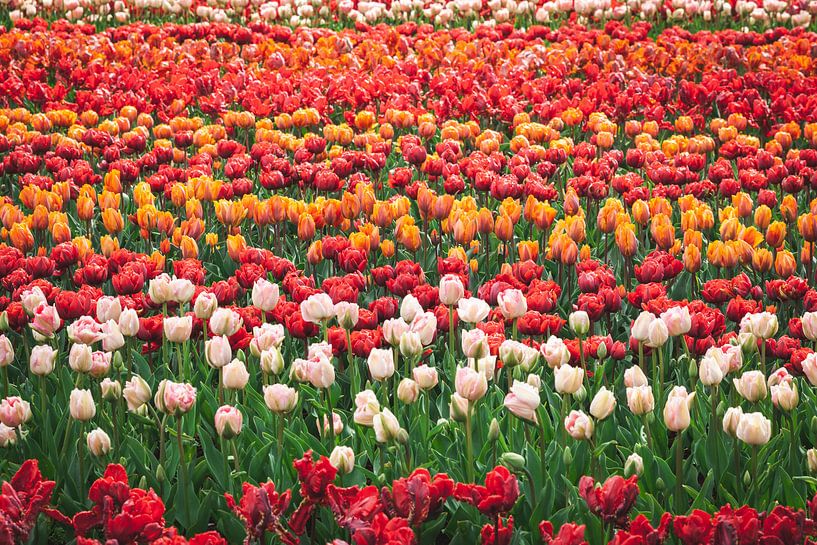 Champ plein de tulipes néerlandaises de toutes les couleurs par Simone Janssen
