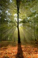 Bonjour rayon de soleil !