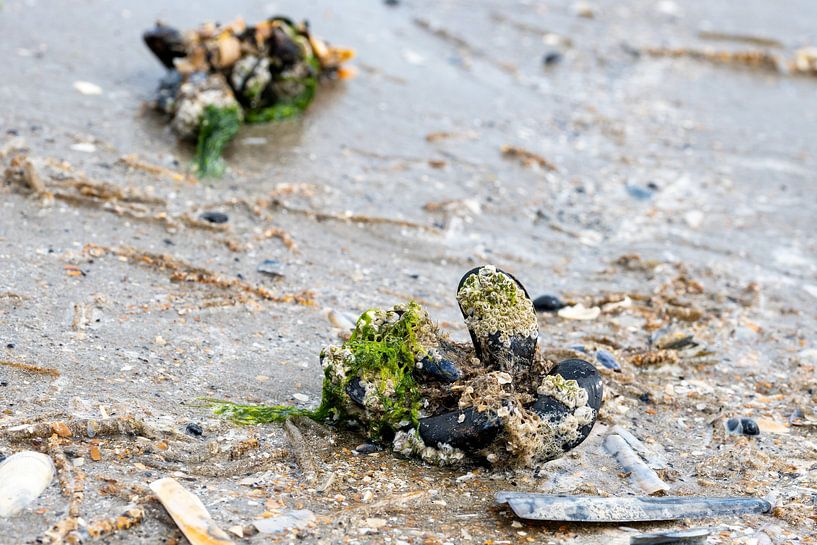 Photo d&#039;une moule échouée sur la plage par Kristof Leffelaer