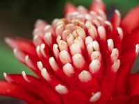 Mooie rood-wit gekleurde bloem.