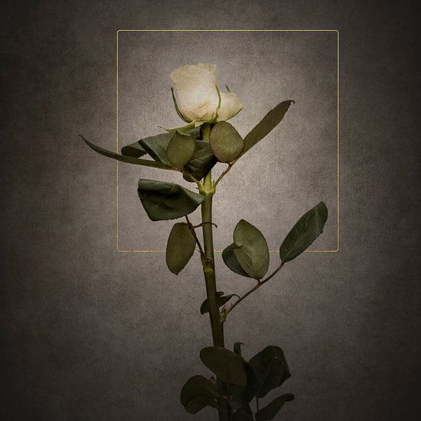 Graceful white Rose | vintage style gold by Melanie Viola