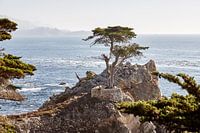 Lone Cypress