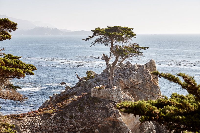 Lone Cypress by Marianne Kiefer PHOTOGRAPHY