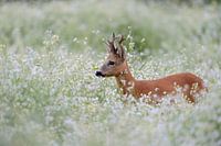 Roe Deer ( Capreolus capreolus ), strong buck with nice antlers, standing, hiding in a flowering spr