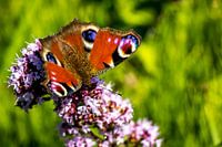 diurnal European peacock butterfly on wild marjoram or oregano in search of nectar