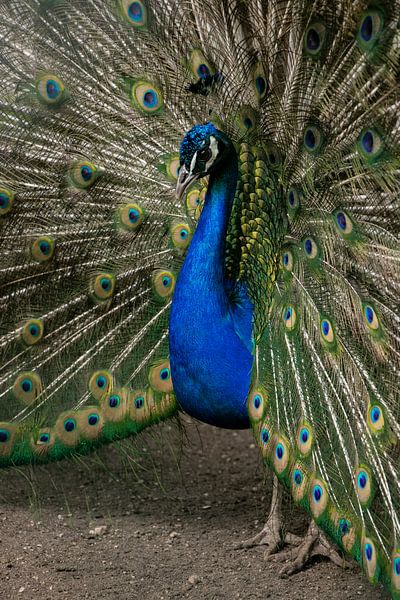 Paon par Jamie Elbersen