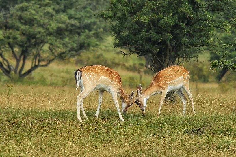 Damherten by Bob Bleeker