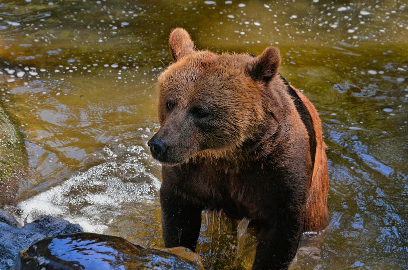 Braunbär kommt aus dem Wasser von Leo Huijzer