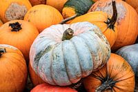 Photo d'une pile de citrouilles