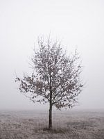Lonely tree