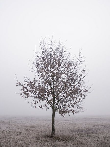 Arbre solitaire par Jakub Wencek