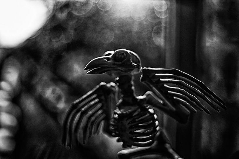 Nachtflug von Petra Dreiling-Schewe