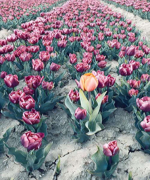 tulipe solitaire dans un champ de tulipes par Ralf Köhnke