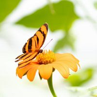 Orange butterfly on orange flower