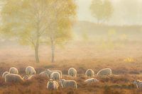 Schafherde in einer nebligen Heidelandschaft