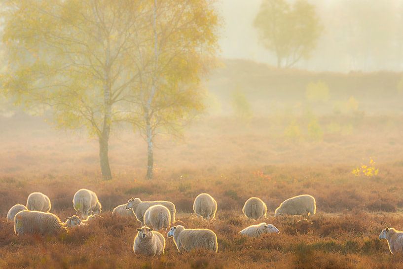 Sheep herd in a misty heath landscape by jowan iven