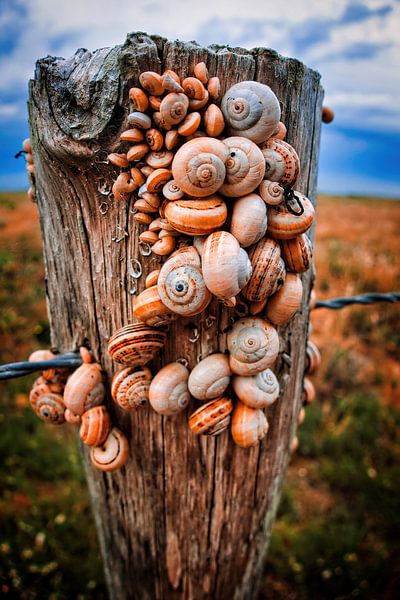 Strandpfosten mit Schneckenmosaik von Evert Jan Looise