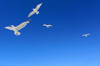 birds flying high....