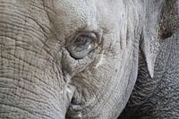 Olifant (Close up)