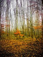 Ik houd vast aan mijn bladeren 