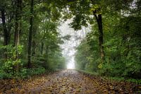 Mistige herfstochtend