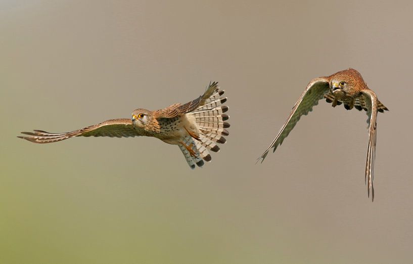 Torenvalken in de vlucht by Gejo Wassink