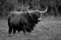 Schottischer Highlander in Schwarz und Weiß