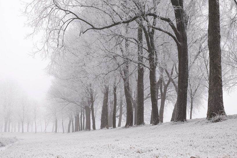 Paysage d'hiver glacial lors d'une matinée brumeuse par Sjoerd van der Wal Photographie
