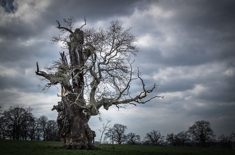 Old gnarled stamp oak by Jürgen Schmittdiel Photography