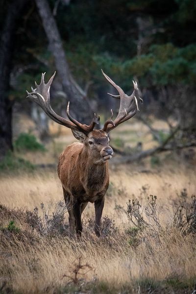 Red deer during the rut by Evert Jan Kip