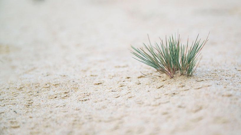 Patch of grass in the white sand by Bianca Fortuin