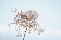 Hortensie im Schnee 7